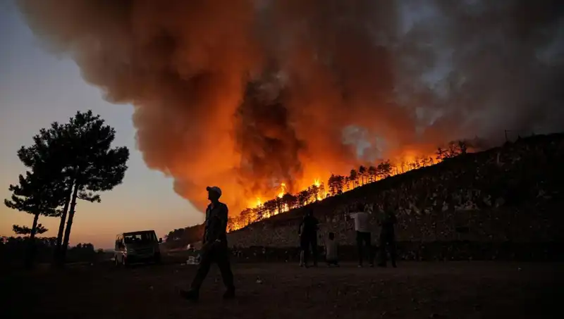 Bursa'daki Orman Yangınlarının Acı Sonucu: 100 Yıl Sürecek Yeniden Doğuş
