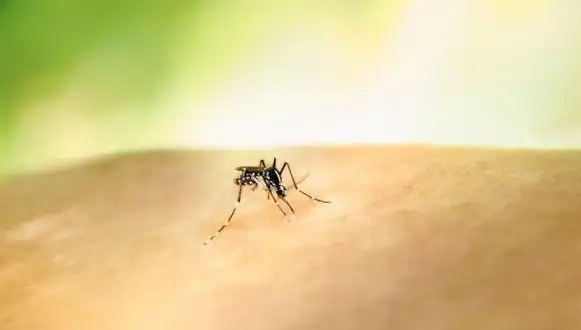 Kolombiya’da Sarıhumma Tehlikesi: Cumhurbaşkanı Petro’dan Acil Aşı Uyarısı