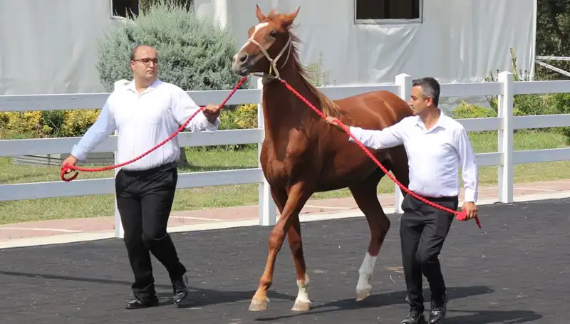 Taşkın Kral'ın Rekor Başarısı: Doğanın Gücünü Yenmek Mümkün Mü?