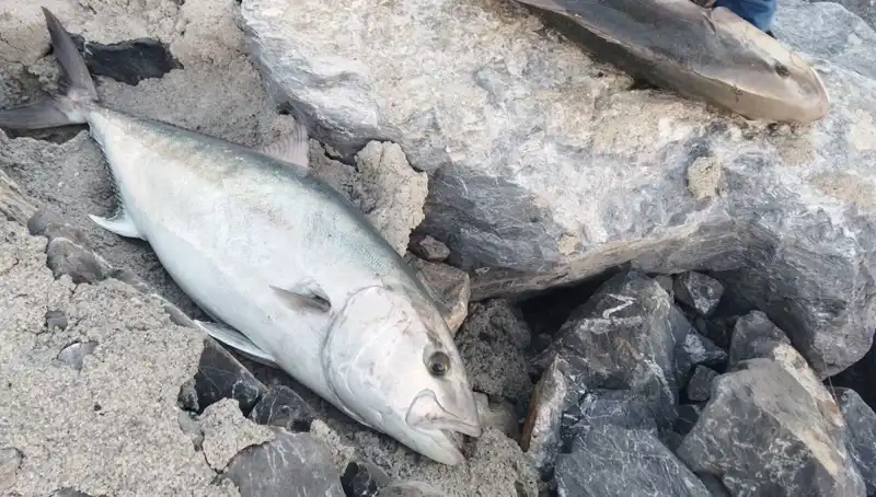 Oltayla Yakaladı: 65 Kiloluk Balık 18 Bin TL'ye Satıldı!