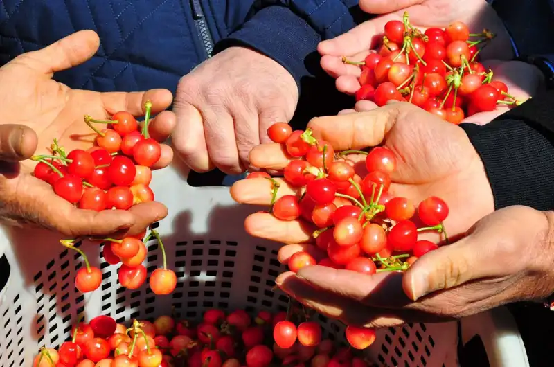 Tarımda Yeni Dönem: İlk Hasat Kilosu 3 Bin 500’den Satıldı!