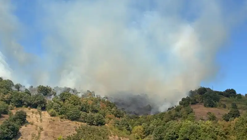 Düzce'de Orman Yangını: Hızla Büyüyen Alevlere Havadan ve Karadan Müdahale!