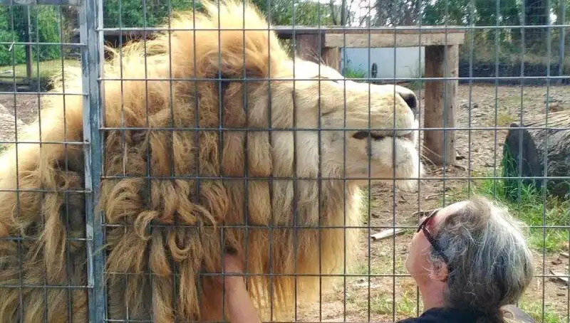 Avustralya'da Şocking Aslan Saldırısı: Kadının Kolunu Kafesten Kapıverdi!