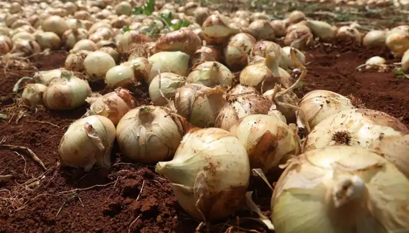 Hatay'da Soğan Hasadı Başladı: Çiftçiler Rekolteyle Yüz Gülümsüyor