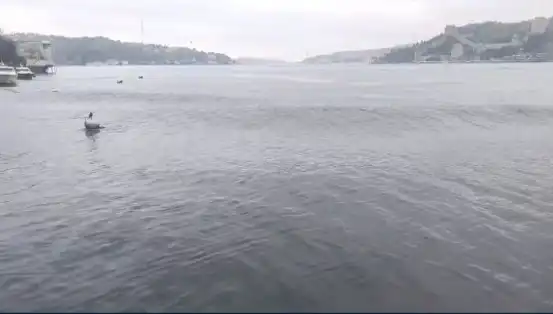 İstanbul'da Şiddetli Deprem: Dalgalar Yükseldi, Panic Yaşandı