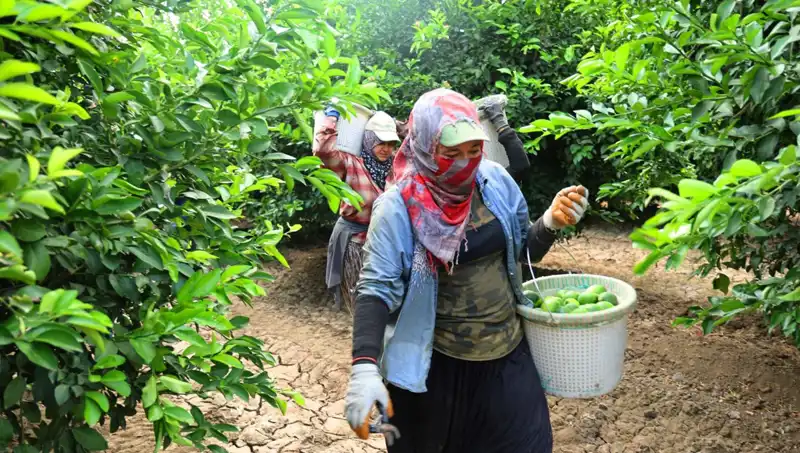 Zaman Dışı Kırgınlık: Domates Fiyatları Rekor Kırıyor, Hasat Umut Vaadediyor
