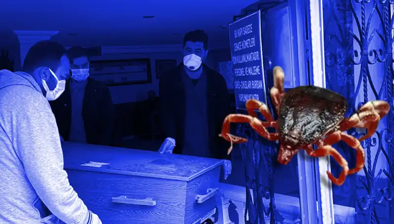 İstanbul'daki Keneler Zararsız mı? Araştırmalar Sonuçlandı!