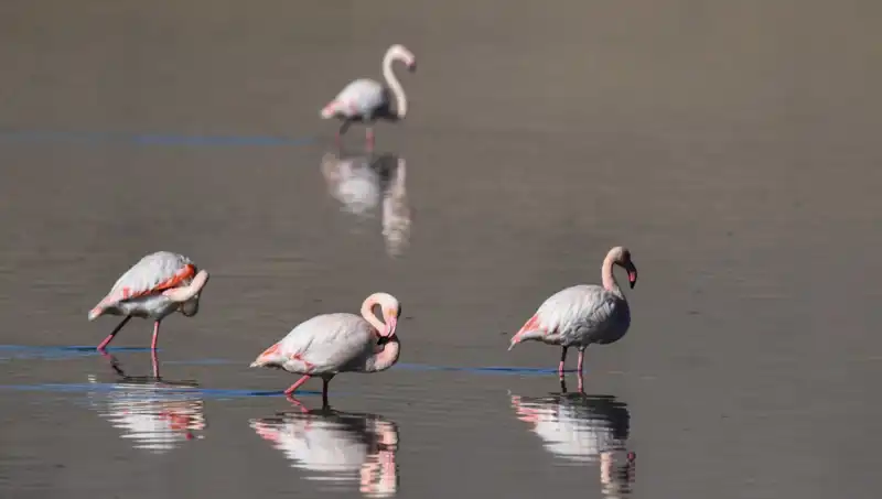 Kuş Cennetinde Kuraklık: Flamingoların Yaşamı Tehlikede!