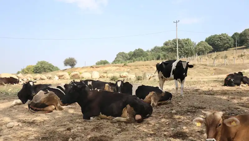 Şap Hastalığı Alarmı: 22 Köyde Giriş Çıkış Kısıtlaması Uygulanıyor