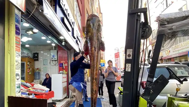 Meriç Nehri'nde Yakalanan Dev Balık: 3 Metrelik Canlı 450 Liradan Satışa Çıktı