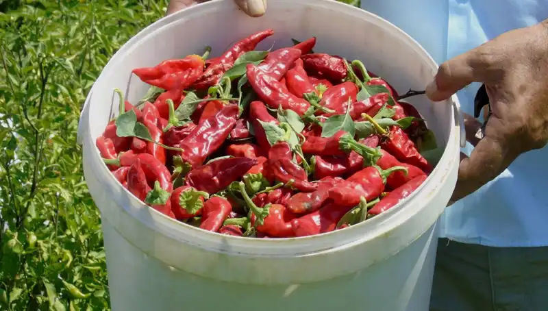 Gaziantep'in Sofralık Kırmızı Biber Hasadı: Verim ve Kaliteyle Sezon Açıldı