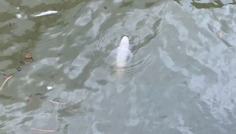 Porsuk Çayı'nda Gizemli Balık Ölümleri: Nedenleri ve Sonuçları