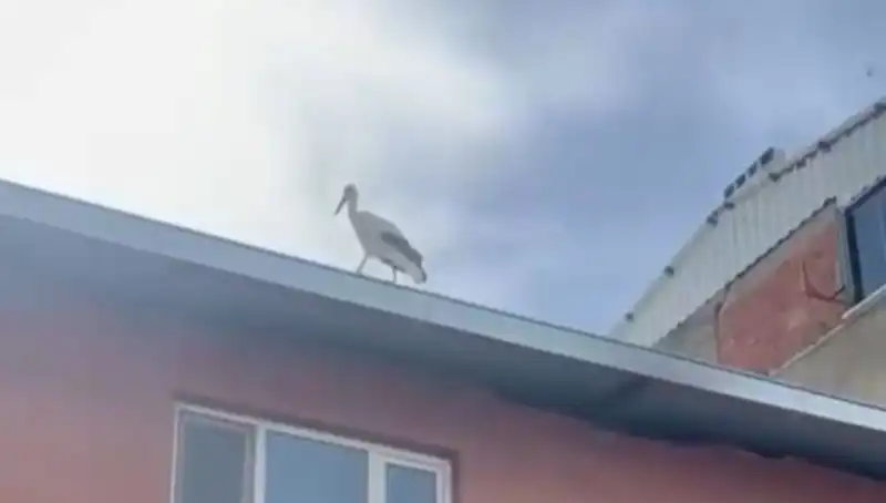 Leylek Bilal, Yusuf Dayının Yaz Geleneğini Yeniden Canlandırdı