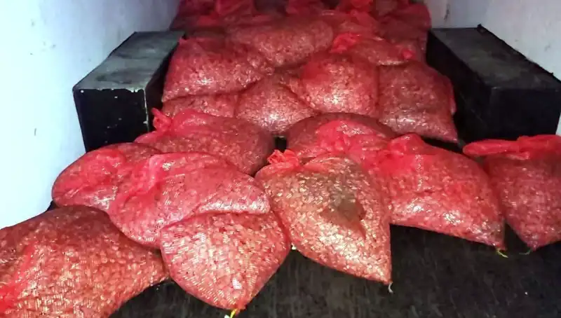 Samsun’da Yüksek Miktarda Kaçak Midye Operasyonu: 1,5 Ton Ele Geçirildi!