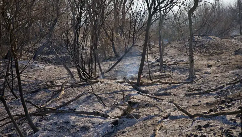 Osmaniye'deki Kuş Cenneti'nde Korkutan Yangın: Ekosistem Tehdit Altında