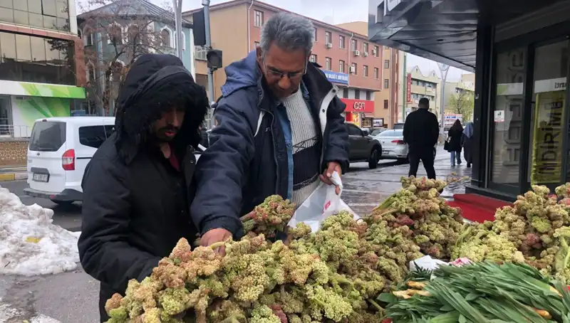 Kendiliğinden Yetişen Bu Bitki, Kanserle Mücadelede Yeni Umut Oluyor!