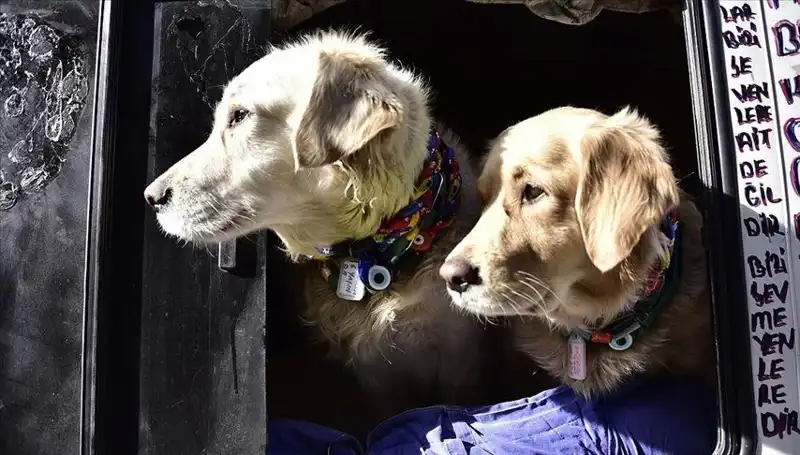 Evcil Hayvan Sahiplerine Müjde! Son Tarih 31 Aralık 2025'e Uzatıldı