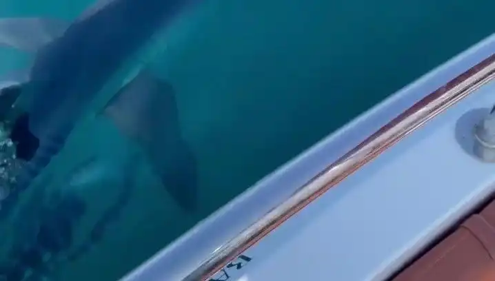 Yavru Köpek Balığı Tekneye Saldırdı: Akdeniz'de Şaşırtan Anlar