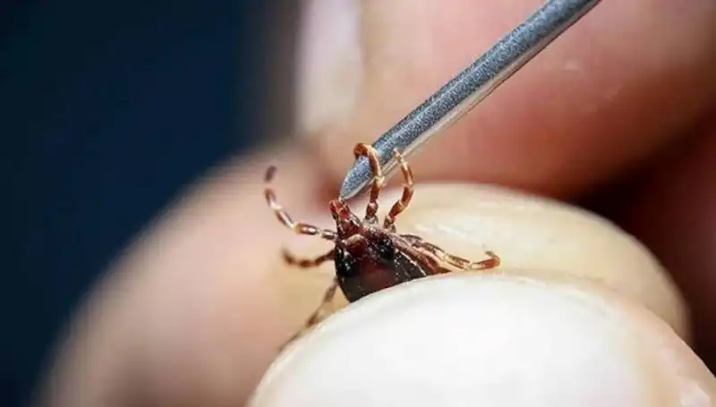 Ankara'da Kene Popülasyonu Hızla Artıyor: Dikkat Edilmesi Gerekenler