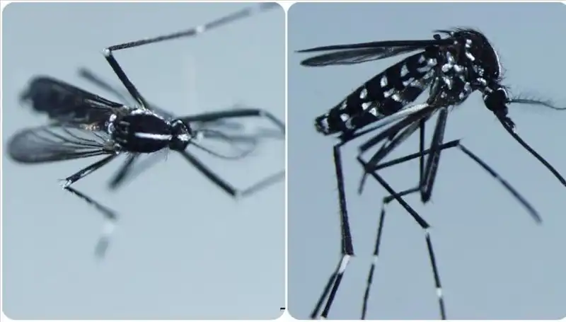 Chikungunya Virüsü Nedir? Belirtileri ve Etkilediği Ülkeler