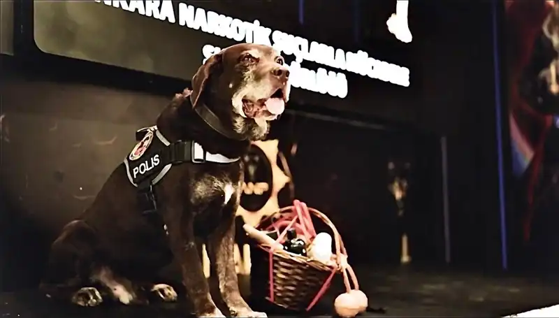 11 Yıllık Görevin Ardından: Toma, Ankara'nın Kahraman Narkotik Köpeği Emekli Oldu