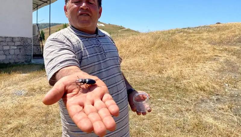 Sivas'ta Görülen Özel Böceği Öldürmenin Cezası 557 Bin TL