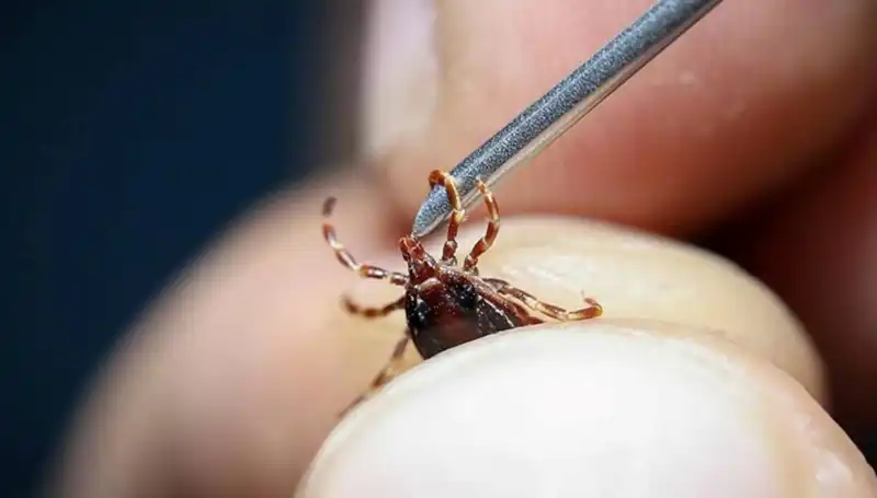 Yaz Geldi, Kenelerle Mücadelede Türkiye'de Tedirginlik Artıyor