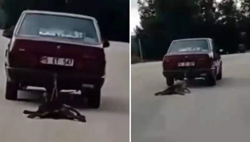 Otomobilin Arkasına Bağlanan Köpek, Büyük Bir Skandalın Parçası Oldu