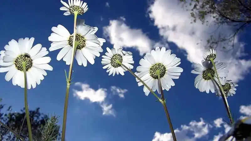 2026'da Cemreler Ne Zaman Düşecek? Tarihleri ve Anlamları