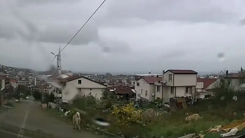 Sahipsiz Köpeklerin Saldırısı: 5 Yaşındaki Çocuk Hayat Mücadelesi Veriyor