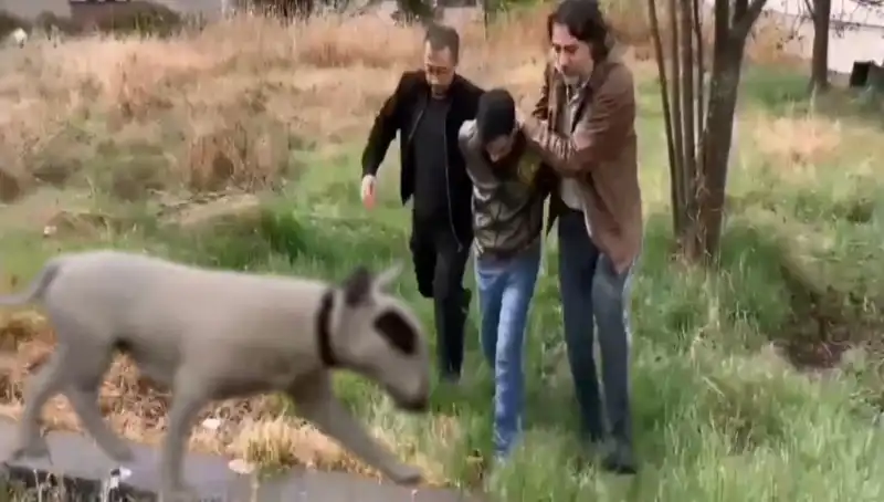 İstanbul'da Eşsiz Şampiyon Köpeği Çalan Hırsız, Polisi Şaşırttı!