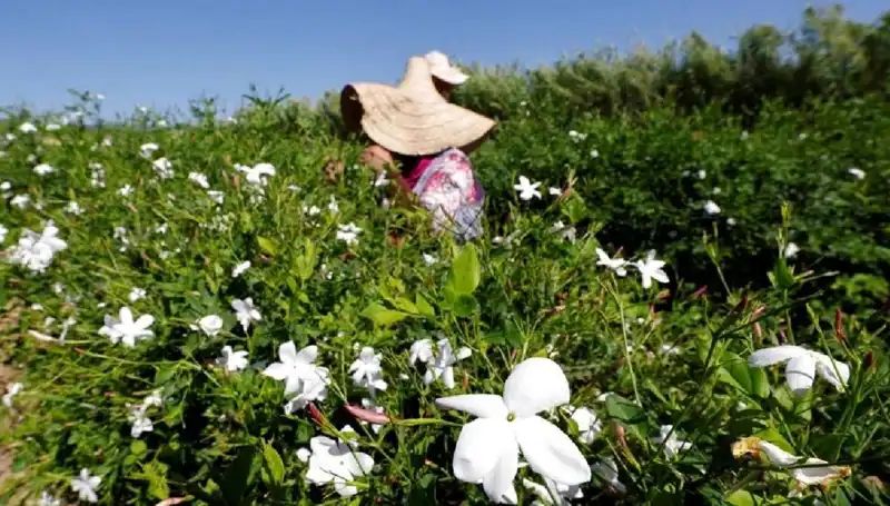 Küresel Isınma Yaseminleri Tehdit Altında: Vahşi Doğanın Duyarlı Güzellikleri
