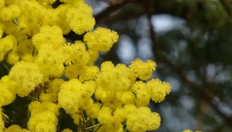 Mimoza Çiçeğinin Sırrı: Anlamı, Hikayesi ve Özellikleri