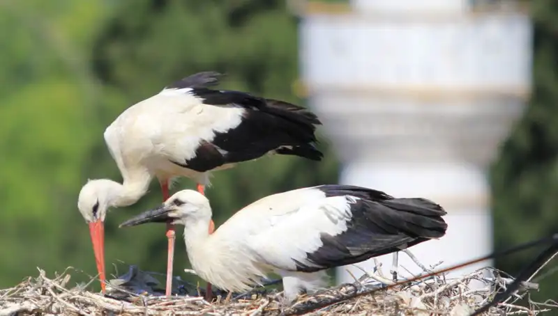 Leylek Köyü: Yaren Leyleği Kıskandıracak 8 Kat Fazla Yuva Var!
