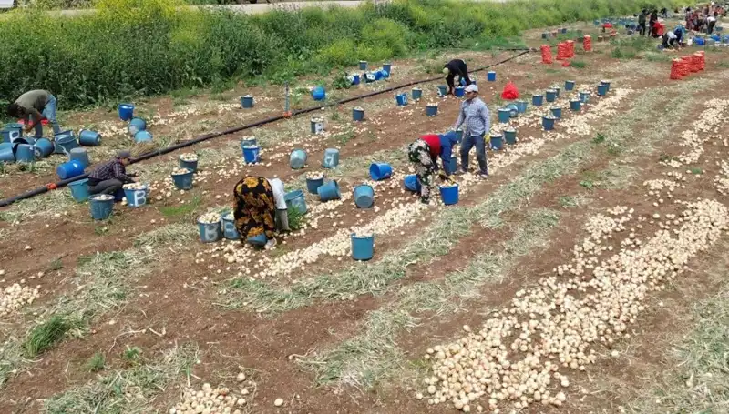 Soğan Hasadı Başladı: Fiyatlar Neden Düştü ve Gelecek Beklentileri