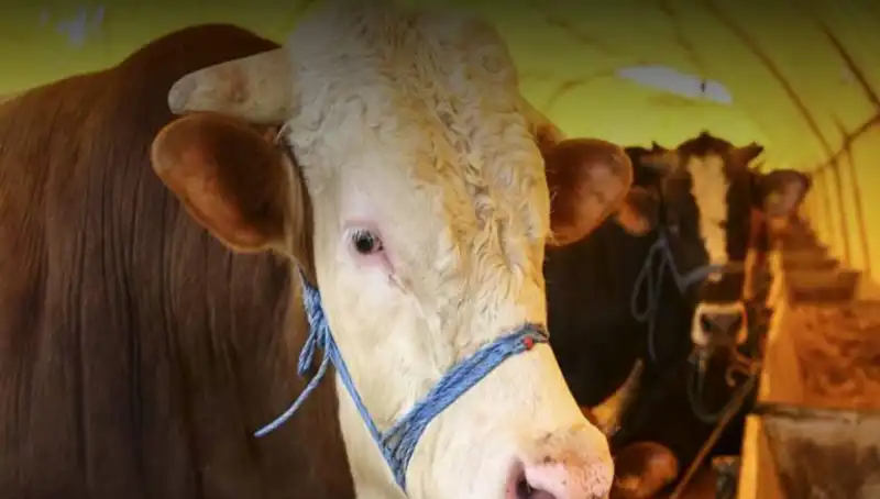 Akika Kurbanı Nedir? İşte Tüm Detaylarıyla Bilmeniz Gerekenler