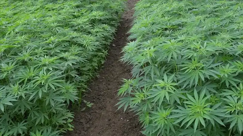 Kenevir Yetiştiriciliğinde Dönüm Noktası: 21 İl İçin Onay Verildi