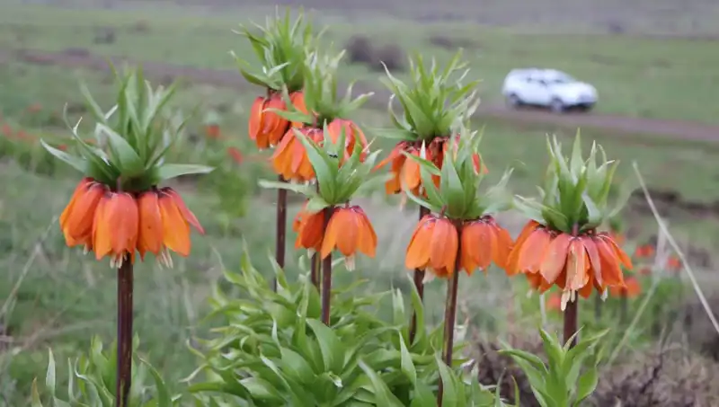 Koruma Altındaki Ters Lalelerini Görmek İçin Akın Ediyorlar