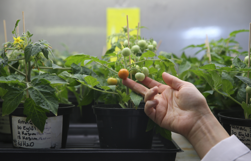 Türk Bilim İnsanları Ay ve Mars'ta Domates Yetiştirmeyi Başardı!