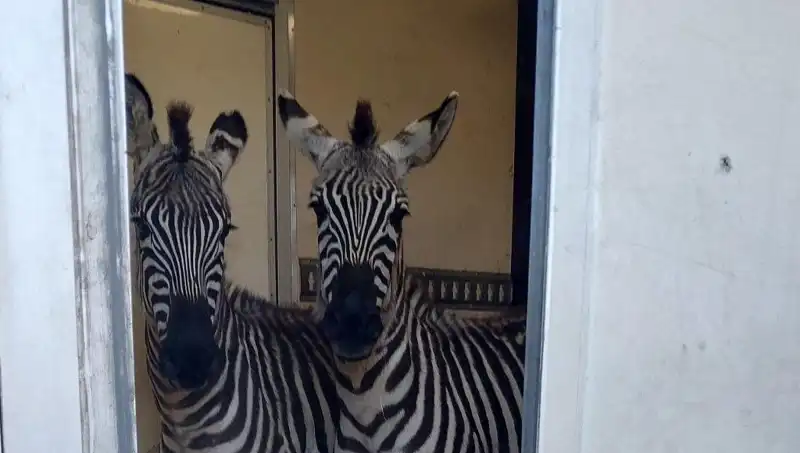 Sınır Kapısında Yaşanan İlginç Olay: Minibüsten Çıkan Hayvanlar Şaşkınlık Yarattı