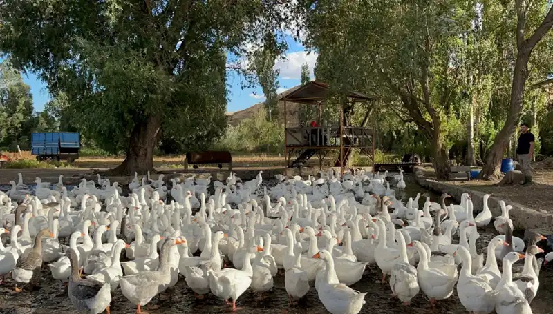 Sofralık Lezzet İçin Fiyat Şoku: 2500 Lira Olan Ürün 6000 Liraya Yükseldi!