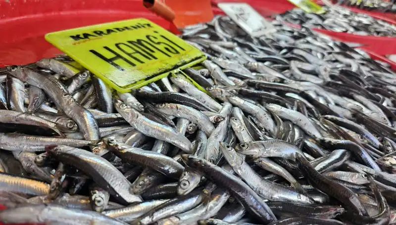 Balık Sezonu Açıldı! Hamsi, Sardalya ve Levrek Tezgahlarda