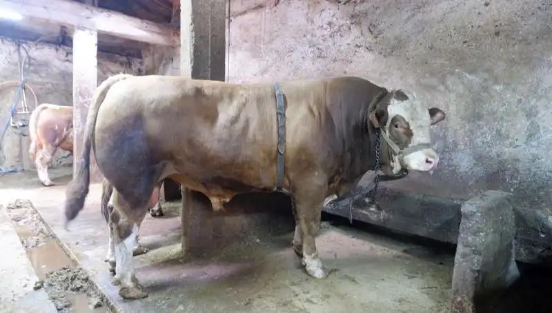 1 Ton 200 Kilo Ürün, Alıcısını Buldu: Rekor Fiyat Ne Kadar?