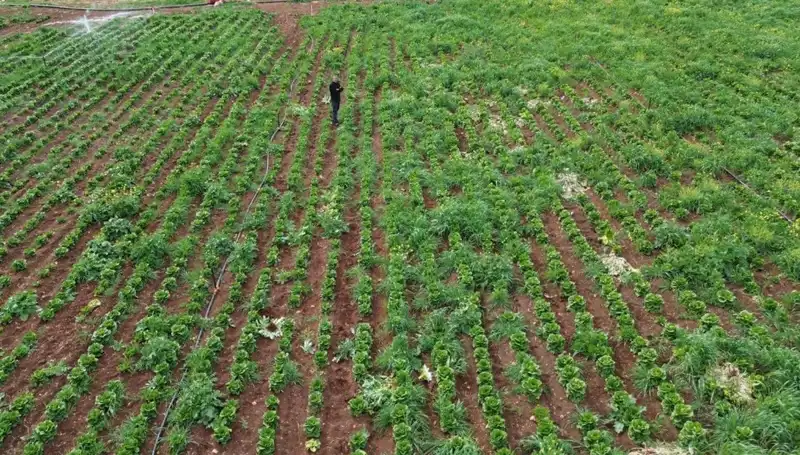 Kuraklık Sebebiyle Marul Hasatında Tarihi Düşüş Yaşanıyor