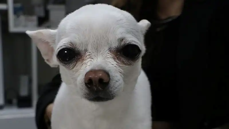 Gece Horlamasıyla Tanınan "Mini": Uyku Düşkünlerinin Korkulu Rüyası