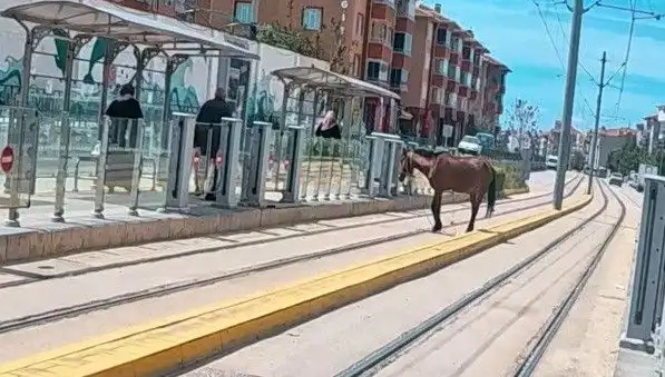 Eskişehir'de Tramvay Raylarında Görülen Baş-Baş At, Şehirde Merak Uyandırdı!