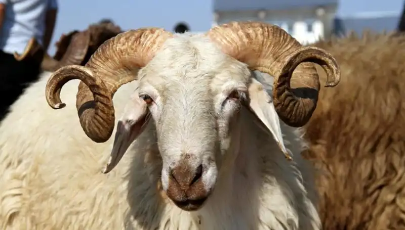 Kurban Bayramı Tatili 2025'te Ne Zaman Başlıyor? Tüm Detaylar Burada!