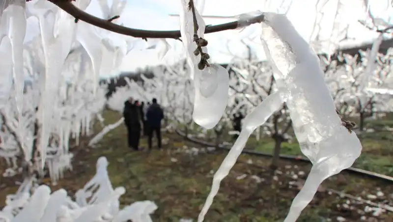 Ağaçlar Dondu, Tomurcukların Yüzde 80’i Çiçek Açtı: İnanılmaz Doğa Olayı