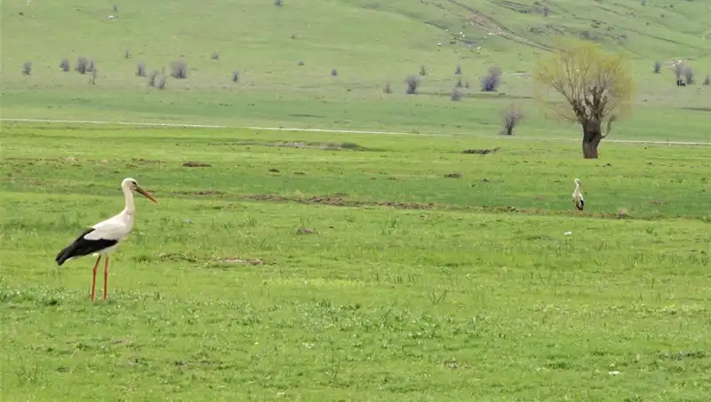 Leylekler Muş Ovası’na Dönüş Yaptı: Doğanın İhtişamı Gözler Önünde