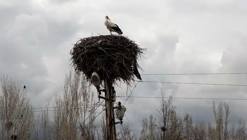 Leylekler Büyüleyici Yolculuklarıyla Muş Ovası'na Geri Döndü